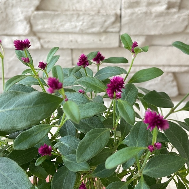 花火菊 チェリー♪2ポット 花火菊：チェルシー2.5号ポット の通販 | 園芸ネット