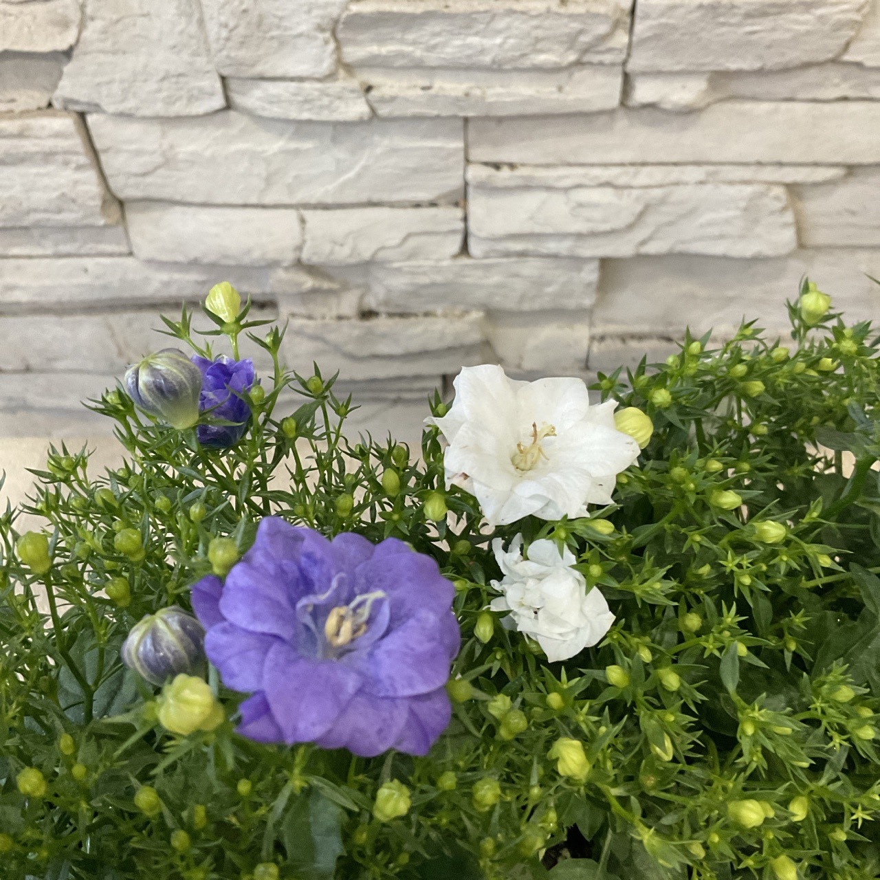 カンパニュラ 選べる♪2色 | 鉢花・花苗 | 橋本種苗園オンラインストア