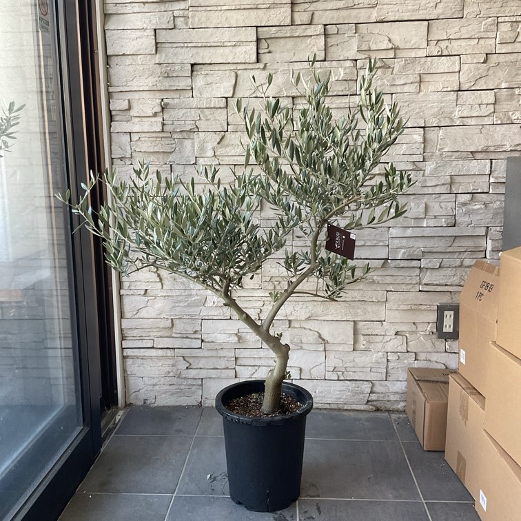 SOUJU】香川県産オリーブの木 ピクアル 8号鉢 10 | オリーブの木