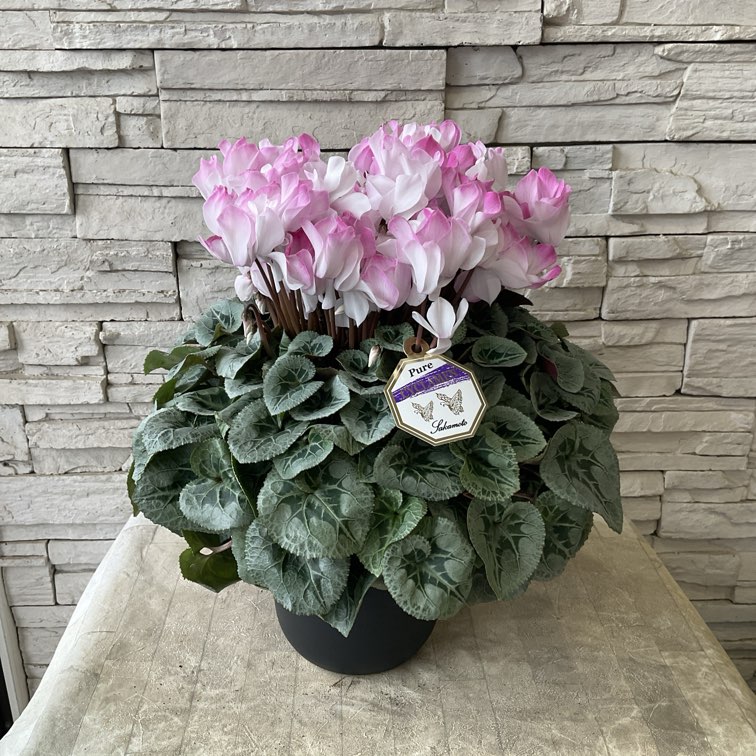 シクラメン 薄ピンク 7寸鉢 | 鉢花・花苗 | 橋本種苗園オンラインストア