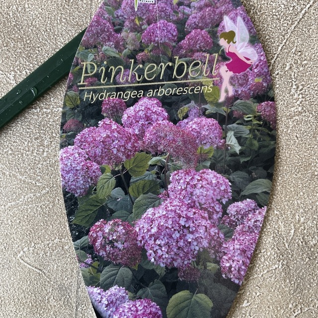 アジサイ アナベル ピンカーベル 4.5寸ポット | 鉢花・花苗 | 橋本種苗