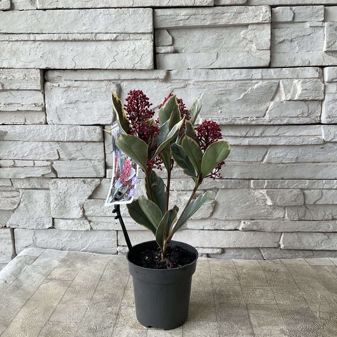 半額SALE】4400円→2200円 斑入りスキミア ペローサ 斑赤 3寸鉢 | 鉢花