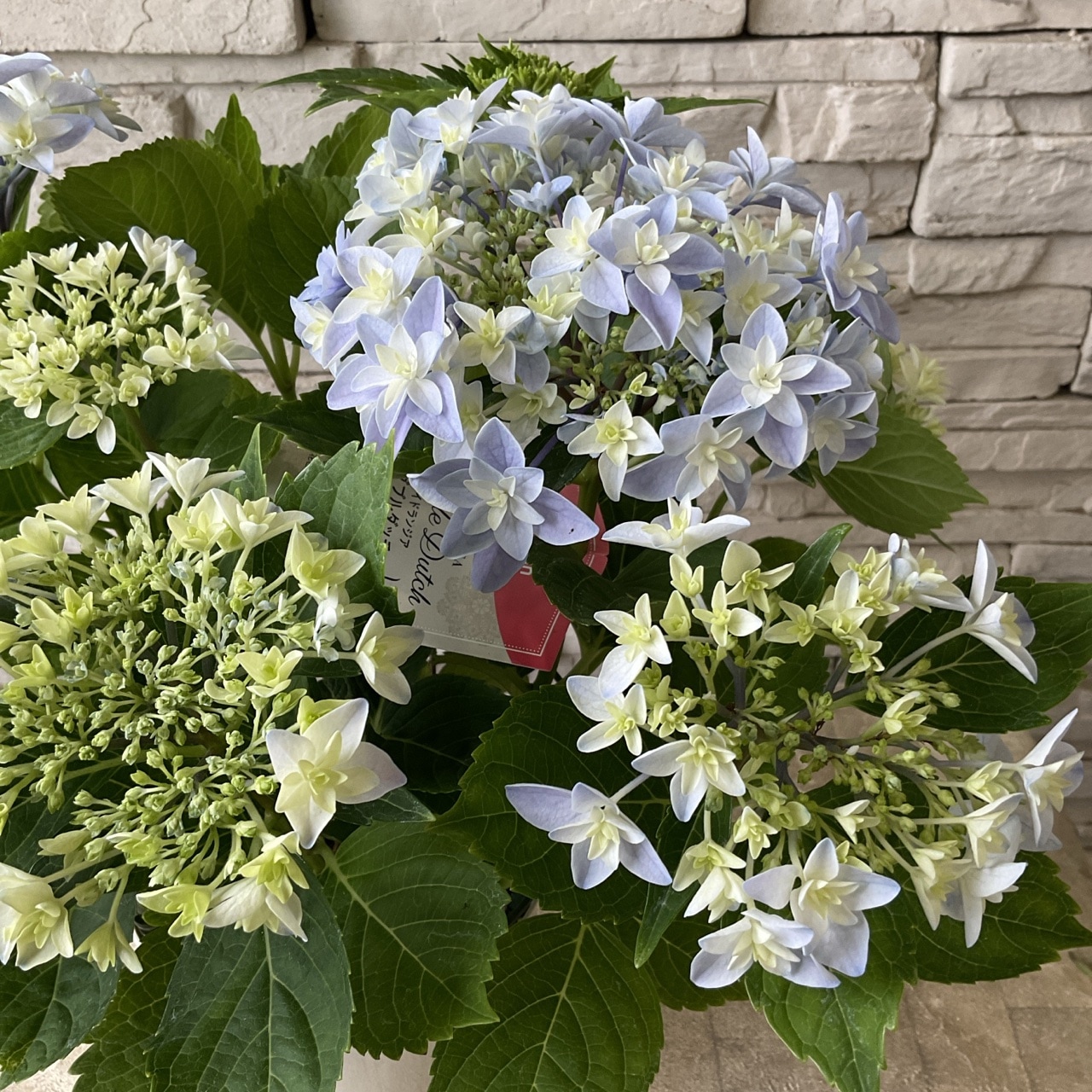 紫陽花 苗　桜のころとエダム　２種類セット　来年用 楽天市場】予約販売 アジサイ ダブルタッチエダムブルー 10.5cm