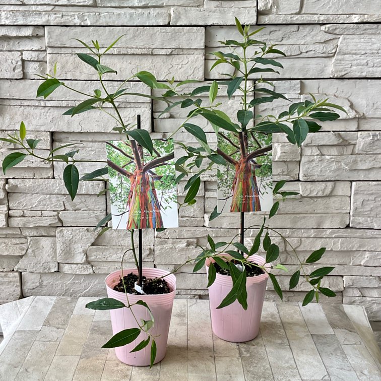 レインボーユーカリ | 鉢花・花苗 | 橋本種苗園オンラインストア