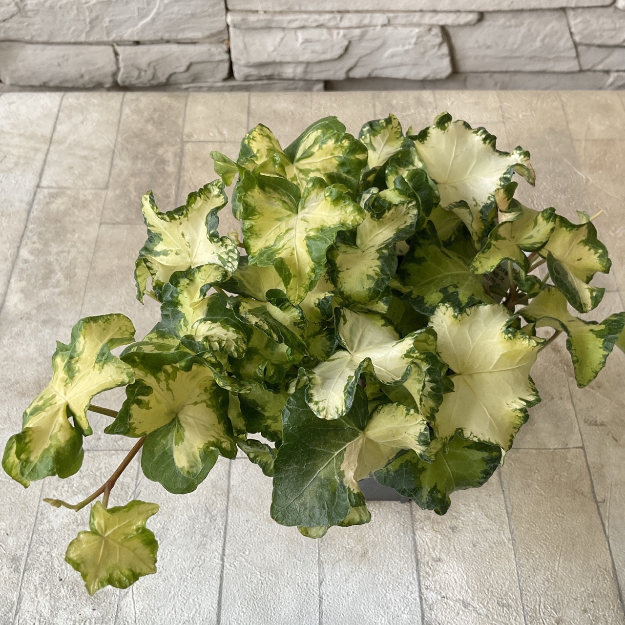 ヘデラ ムーンライト 3.5寸ポット | 鉢花・花苗 | 橋本種苗園