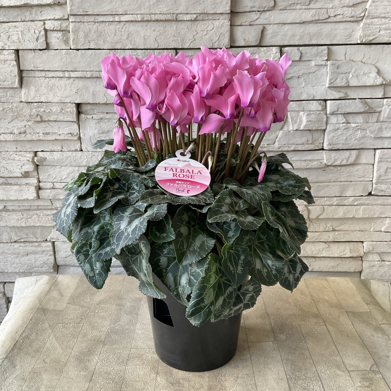 送料無料】シクラメン リップピンク 6寸鉢 | 鉢花・花苗 | 橋本種苗園