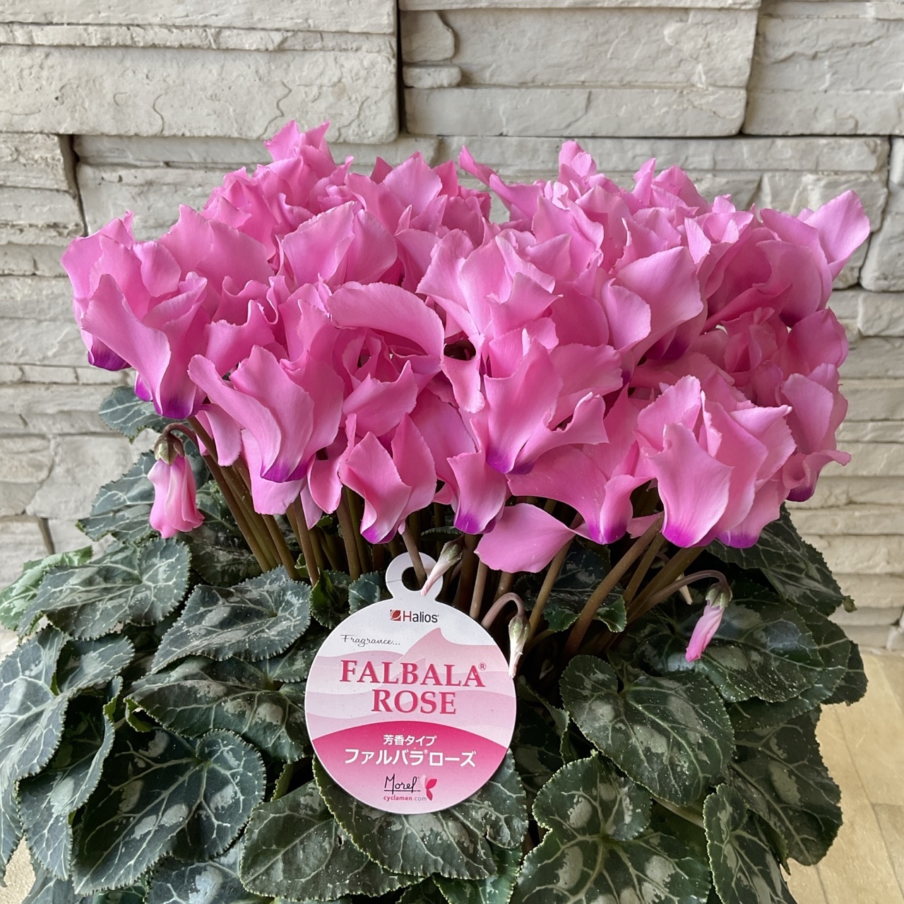 送料無料】シクラメン リップピンク 6寸鉢 | 鉢花・花苗 | 橋本種苗園