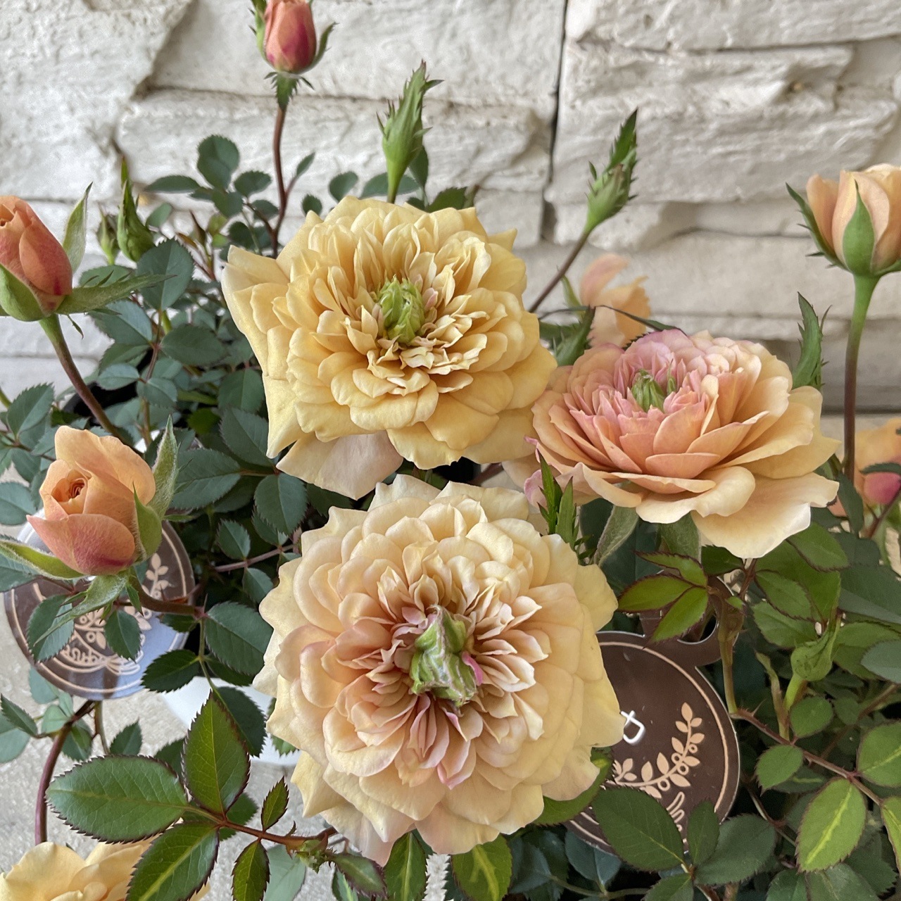 ナナ様　確認用　ミニバラ　モカ ナナ様 確認用 ミニバラ モカ 四季咲き ミニバラ モカ 3.5寸ポット