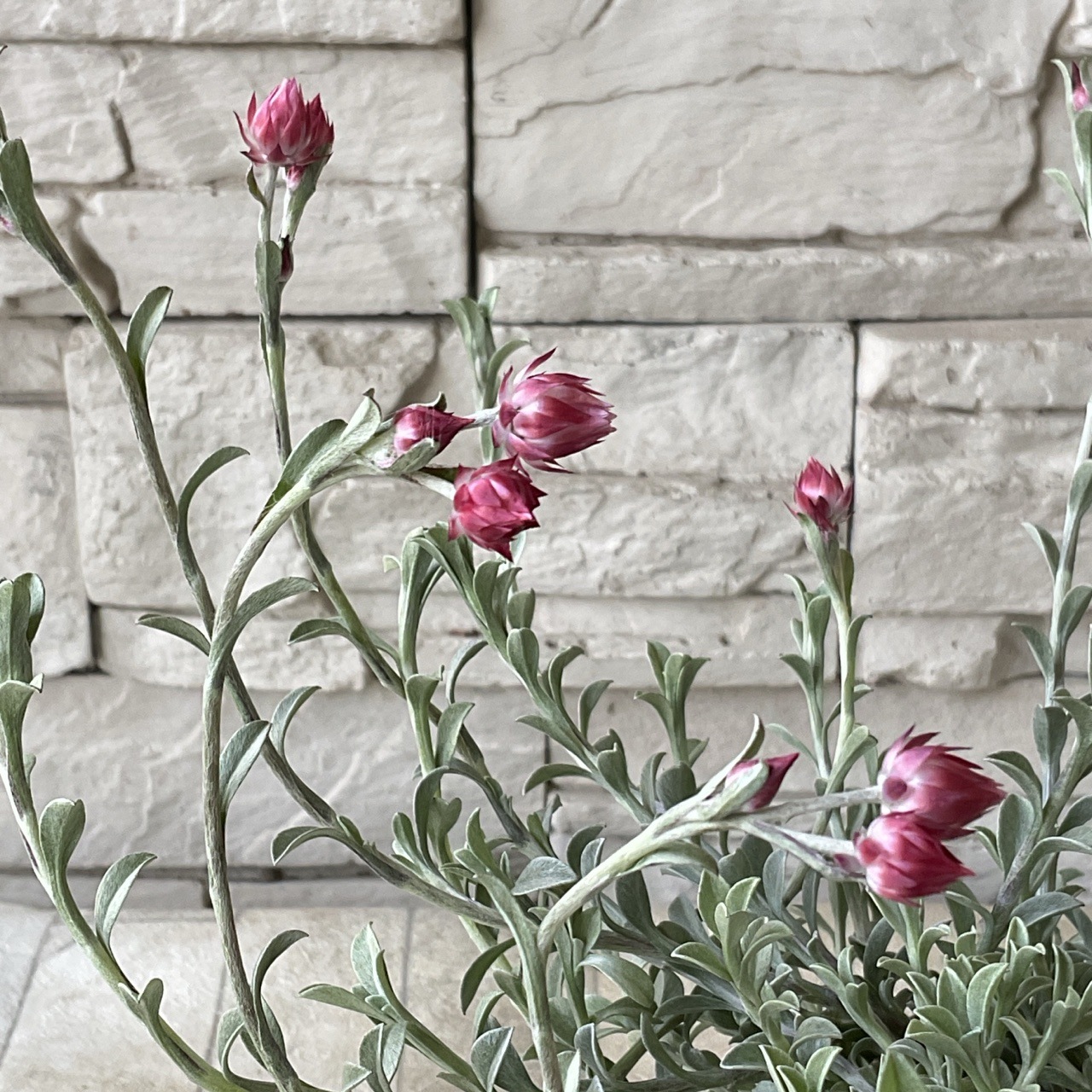 シンカルファ ハートクィーン タネ 種