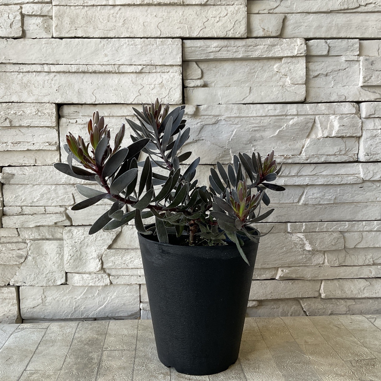 ２０日入荷分⭐️リューカデンドロン5品種　⭐️5鉢セット 15313_1.jpg