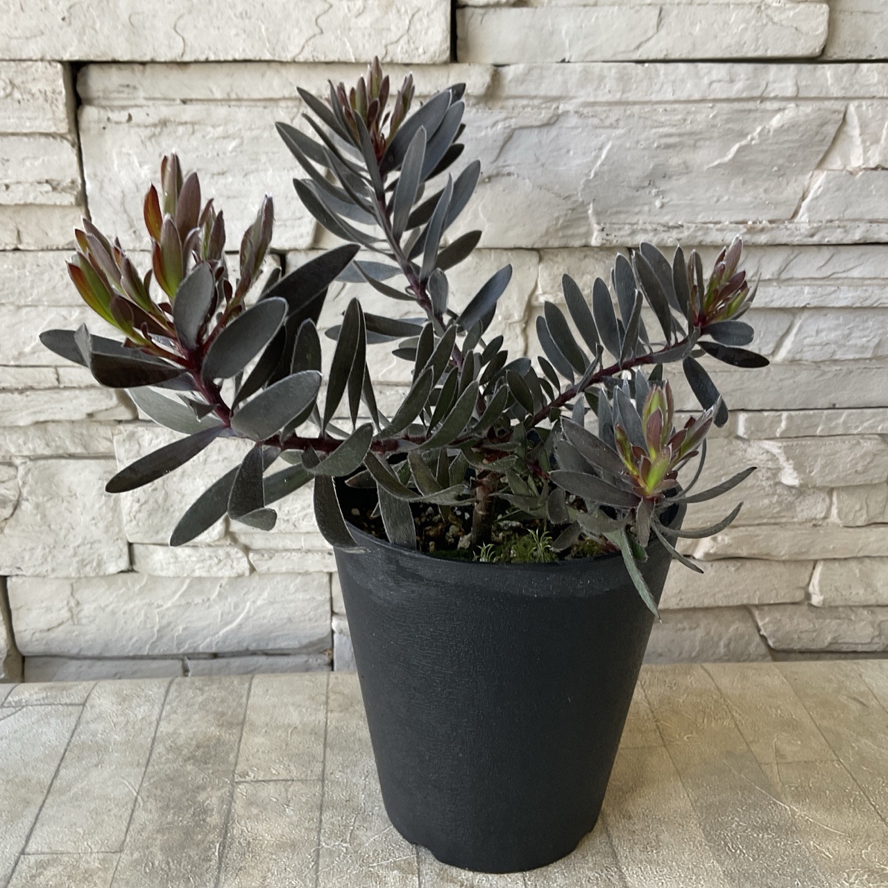 リューカデンドロン5種セット5号鉢