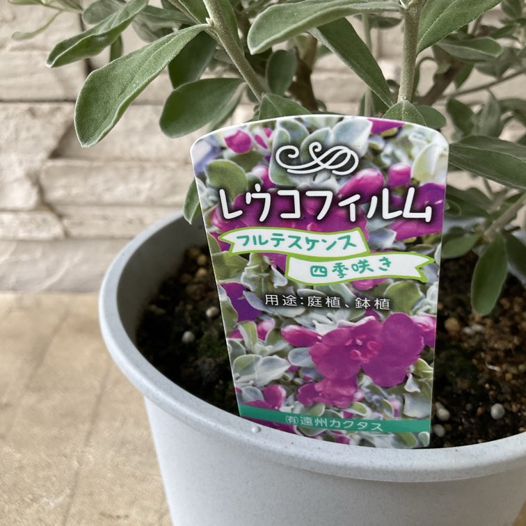レウコフィルム フルテスケンス | 鉢花・花苗 | 橋本種苗園オンライン