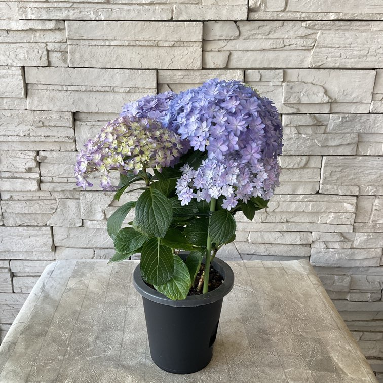 アジサイ　5寸5種5鉢 紫陽花 特選】 アジサイ 5寸5種5鉢 紫陽花 特選】 アジサイ 5寸5種5鉢