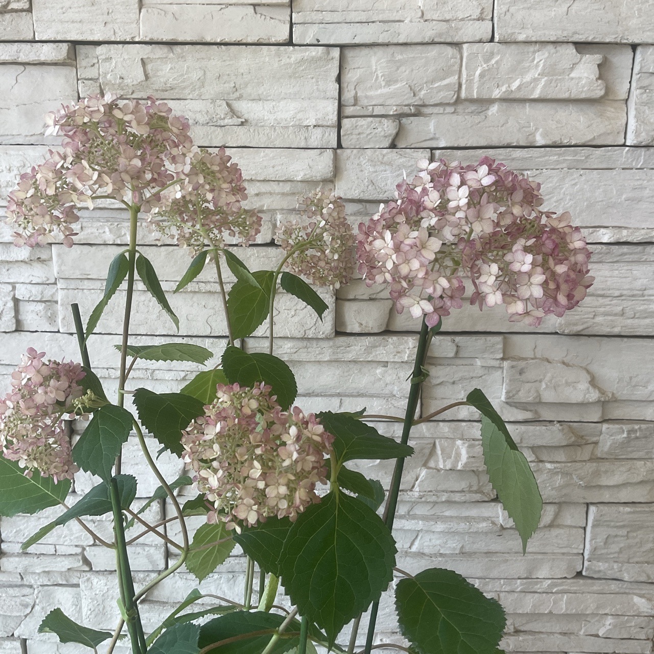 アジサイ アナベル ミディピンク 5寸鉢 | 鉢花・花苗 | 橋本