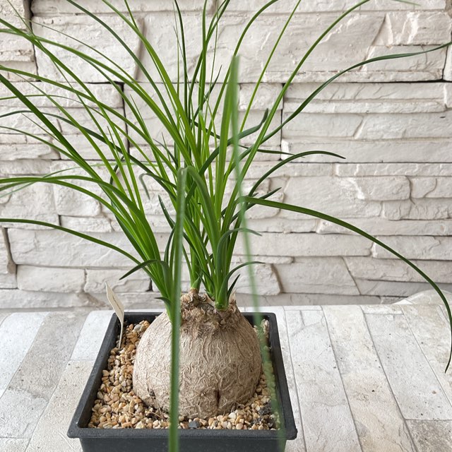 観葉植物】トックリラン 12cmスクエア | 観葉植物 | 橋本種苗園