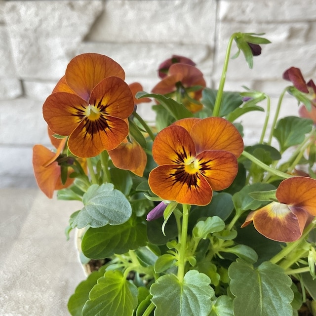 ビオラ コリーナ テラコッタ 3.5寸ポット | 鉢花・花苗 | 橋本