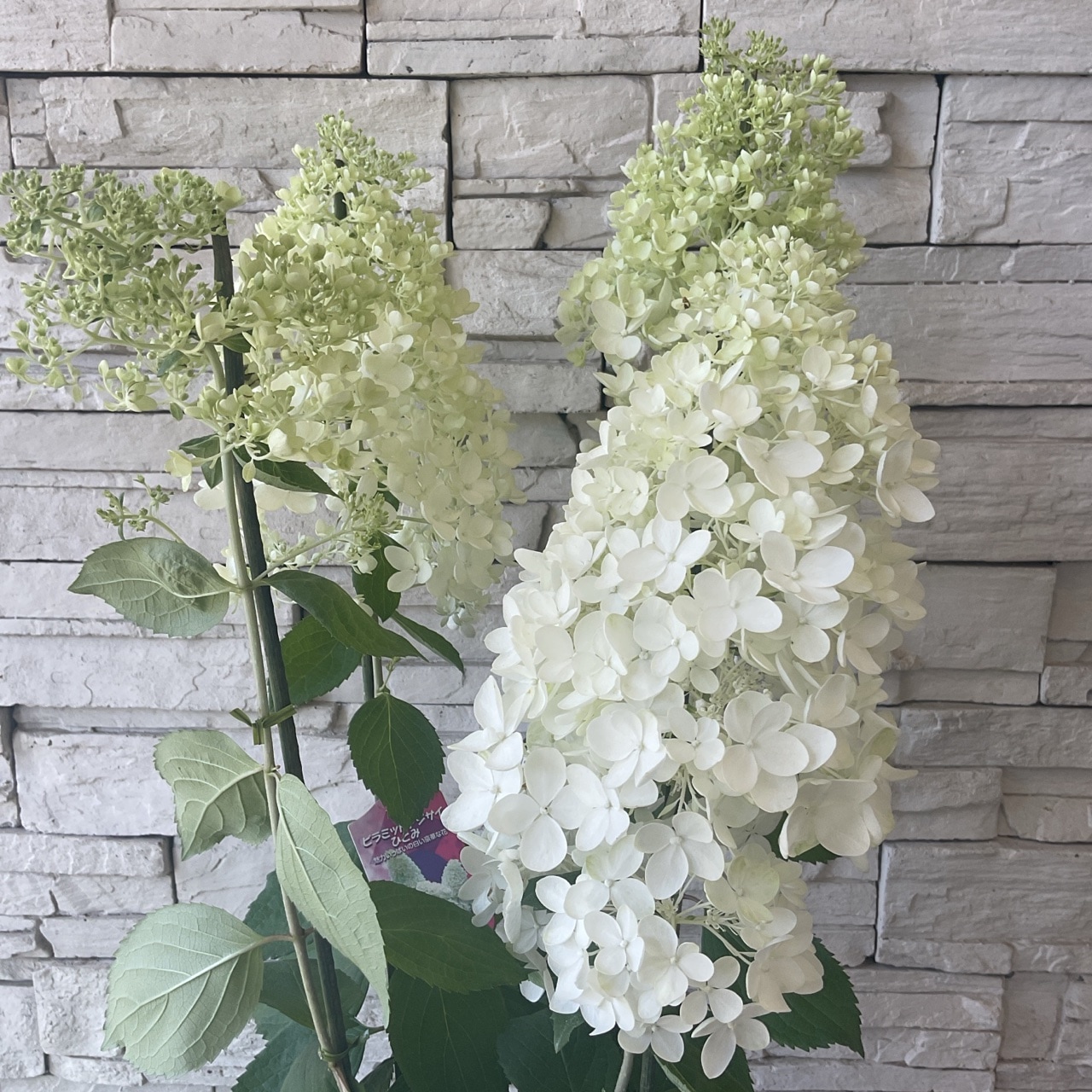 見切品 開花花無し】ピラミッドアジサイ ひとみ 6寸鉢 | 鉢花・花苗