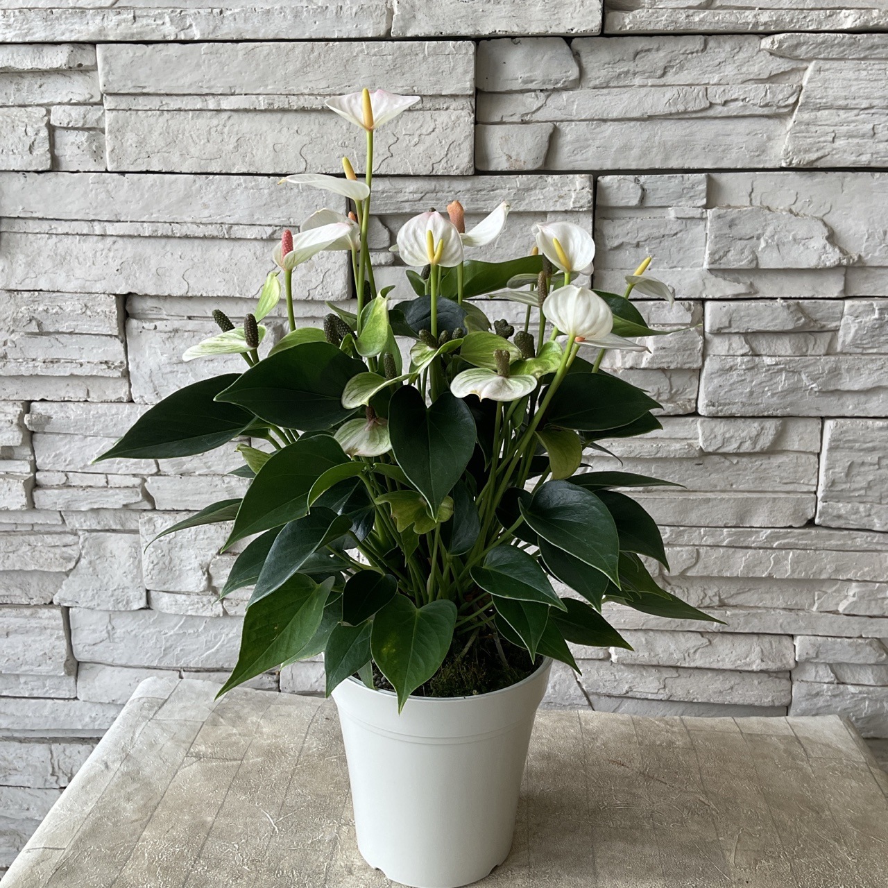 アンスリウム リパ ピンク ミニ 5寸鉢 | 観葉植物 | 橋本種苗園