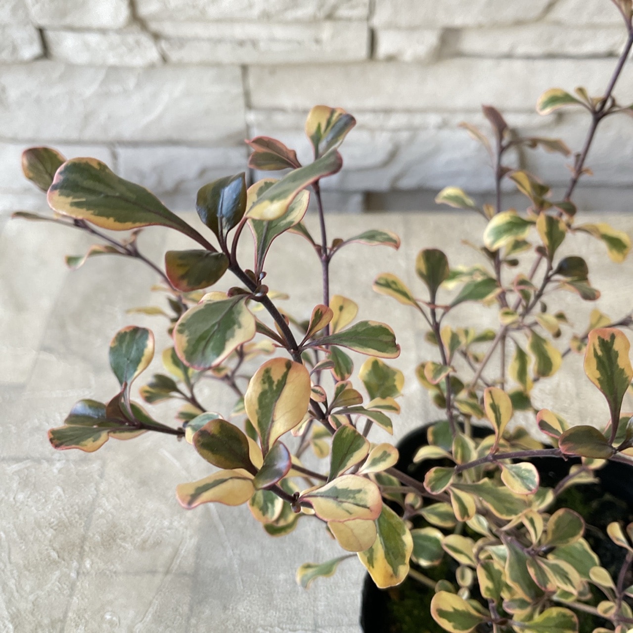 コプロスマ コロロ 3寸ポット | 鉢花・花苗 | 橋本種苗園オンラインストア