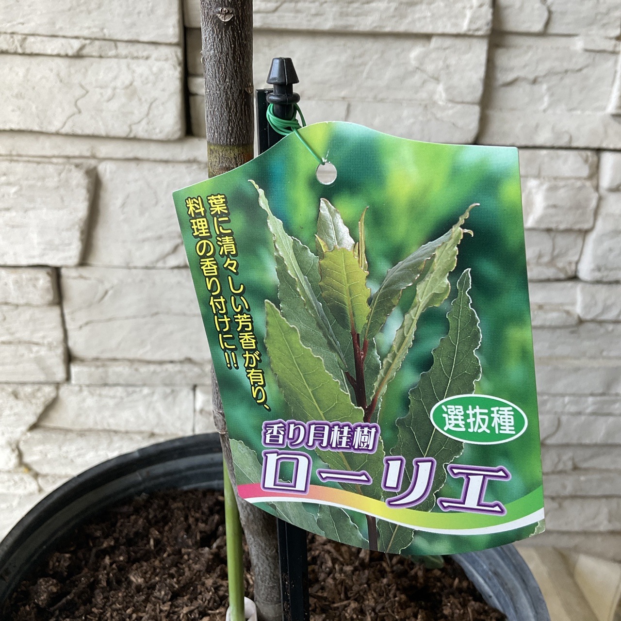 送料無料】月桂樹 ローリエ スタンダード仕立て 6寸ポット | 鉢花