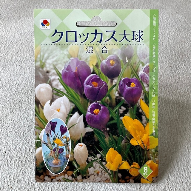 【球根】クロッカス　大球　混合