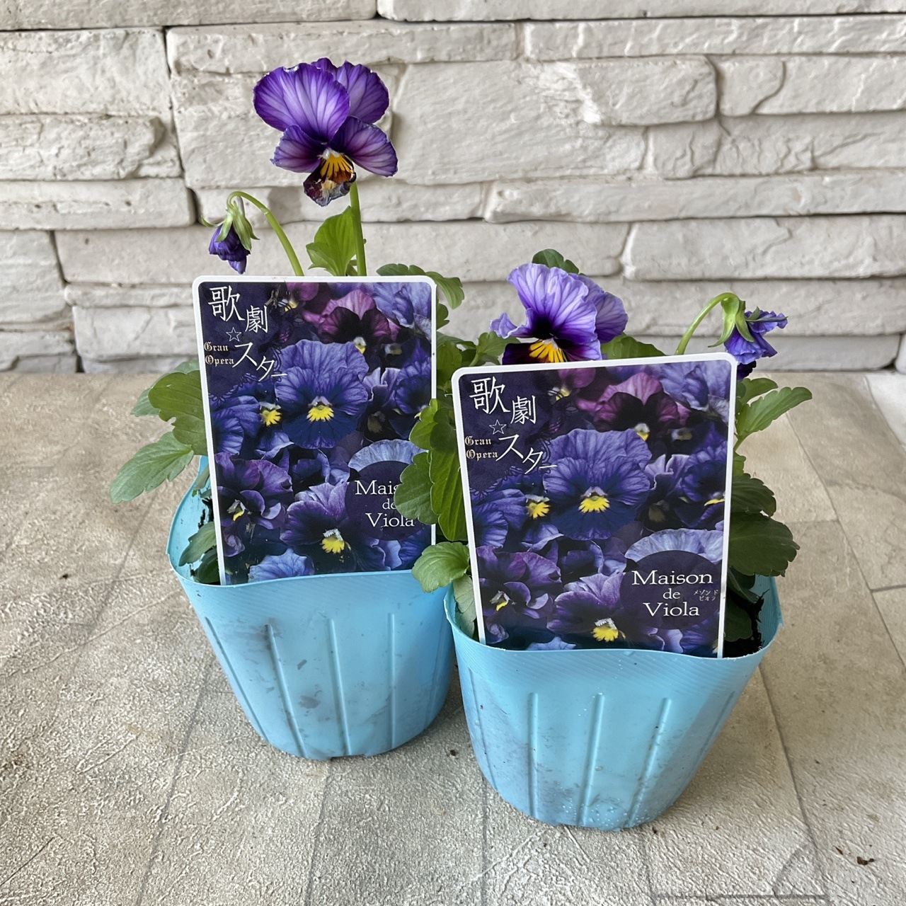 ビオラ 歌劇スター 3寸ポット | 鉢花・花苗 | 橋本種苗園オンラインストア