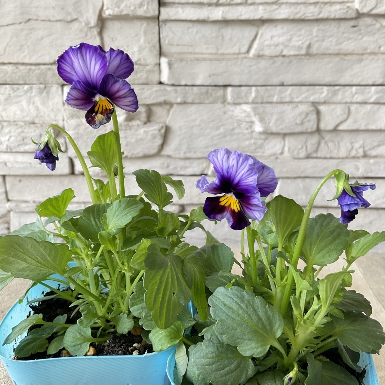 ビオラ 歌劇スター 3寸ポット | 鉢花・花苗 | 橋本種苗園オンラインストア