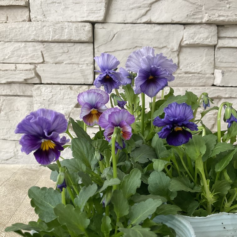 ビオラ 歌劇スター 3寸ポット | 鉢花・花苗 | 橋本種苗園オンラインストア