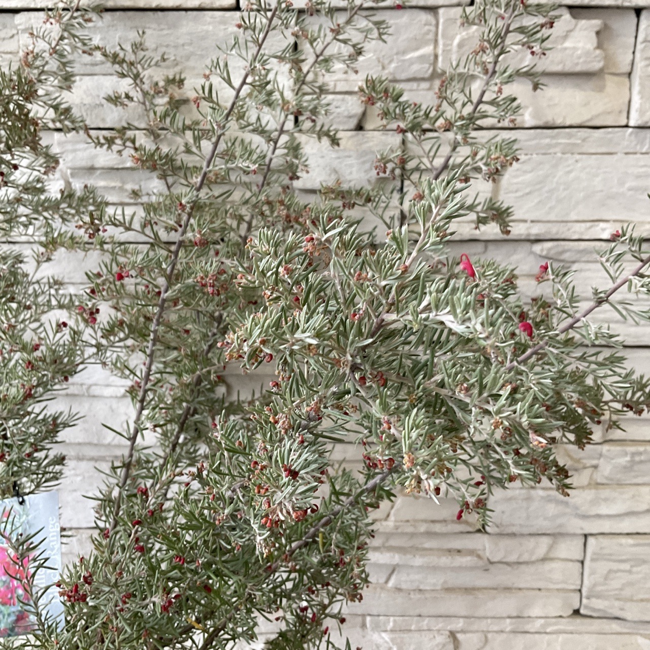 送料無料】グレビレア ブラックレンジ 7寸鉢 | 鉢花・花苗