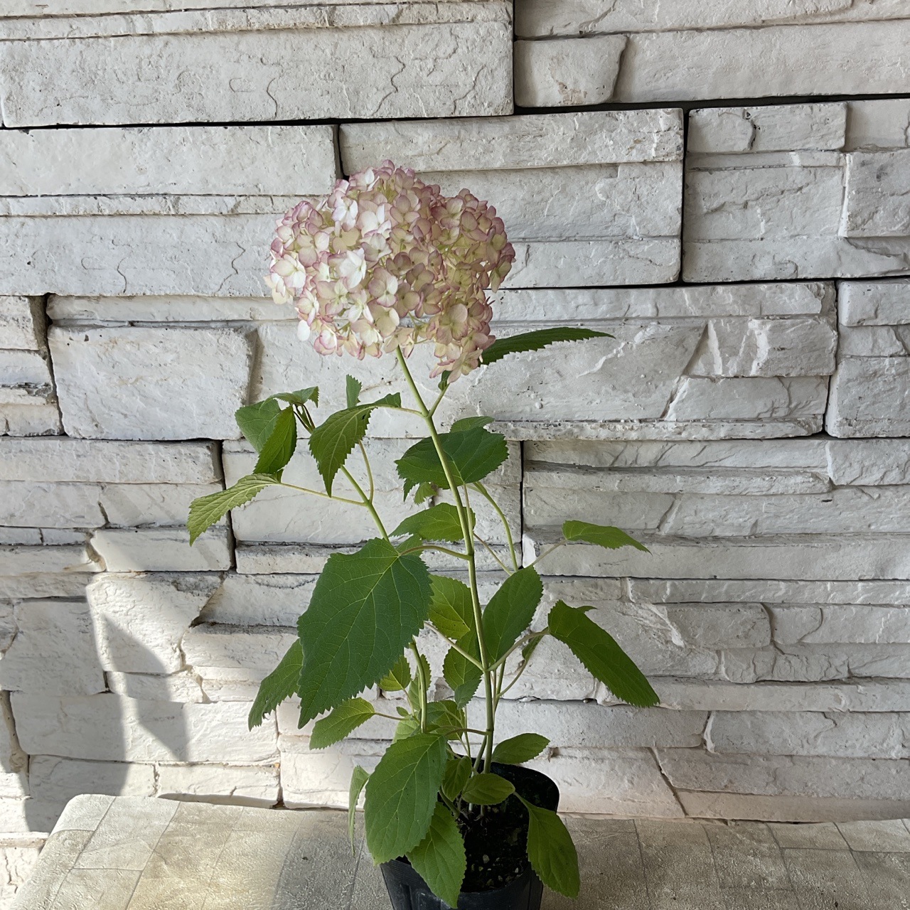 アジサイ アナベル ピコティシャルマン 3寸ポット | 鉢花・花苗