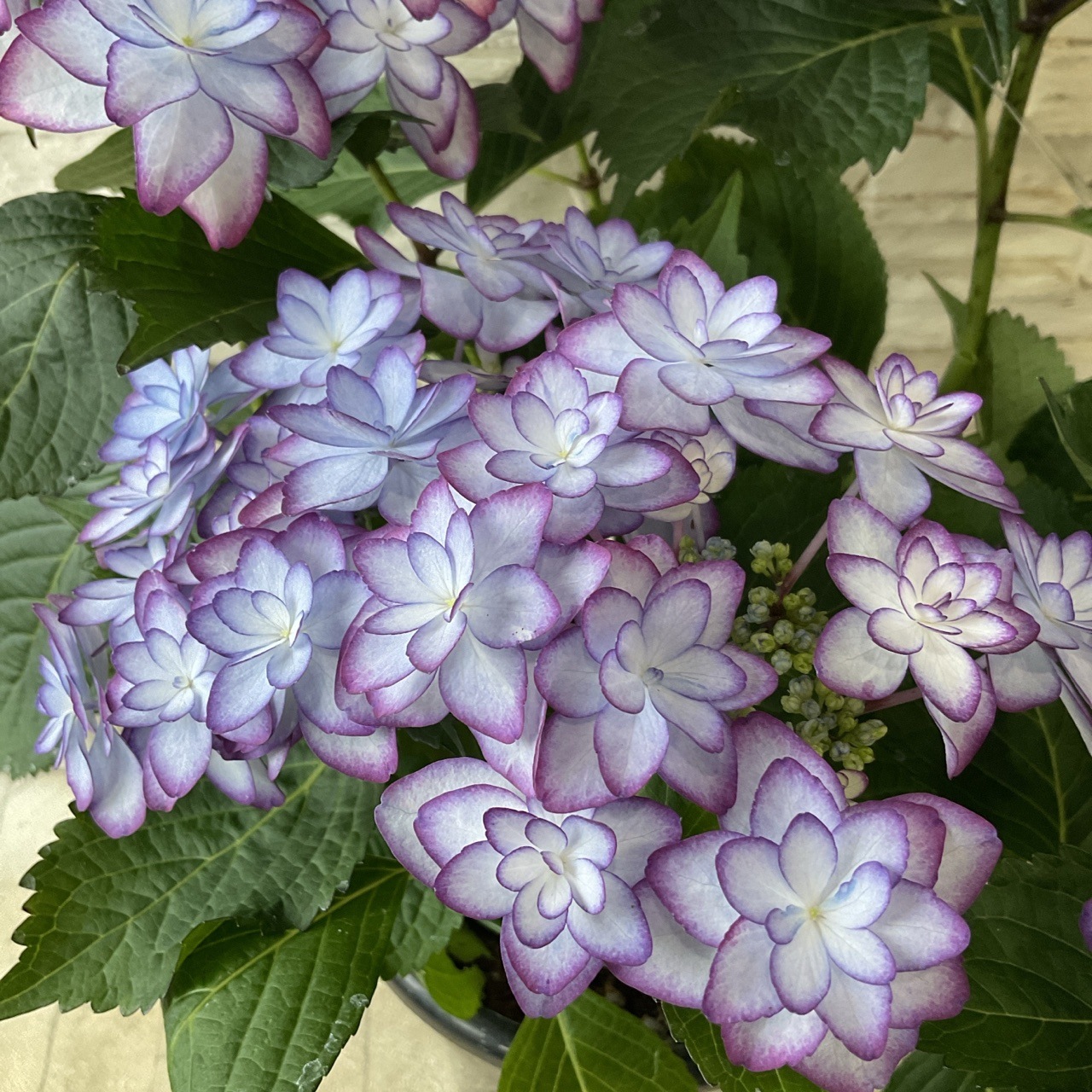 アジサイ ひな祭りブルー 6寸鉢 | 鉢花・花苗 | 橋本種苗園オンラインストア