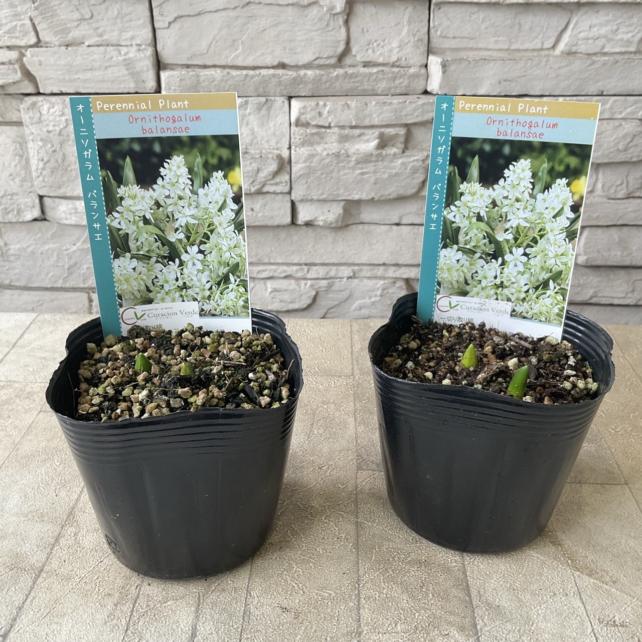 オーニソガラム バランサエ 3.5寸ポット | 鉢花・花苗 | 橋本種苗園