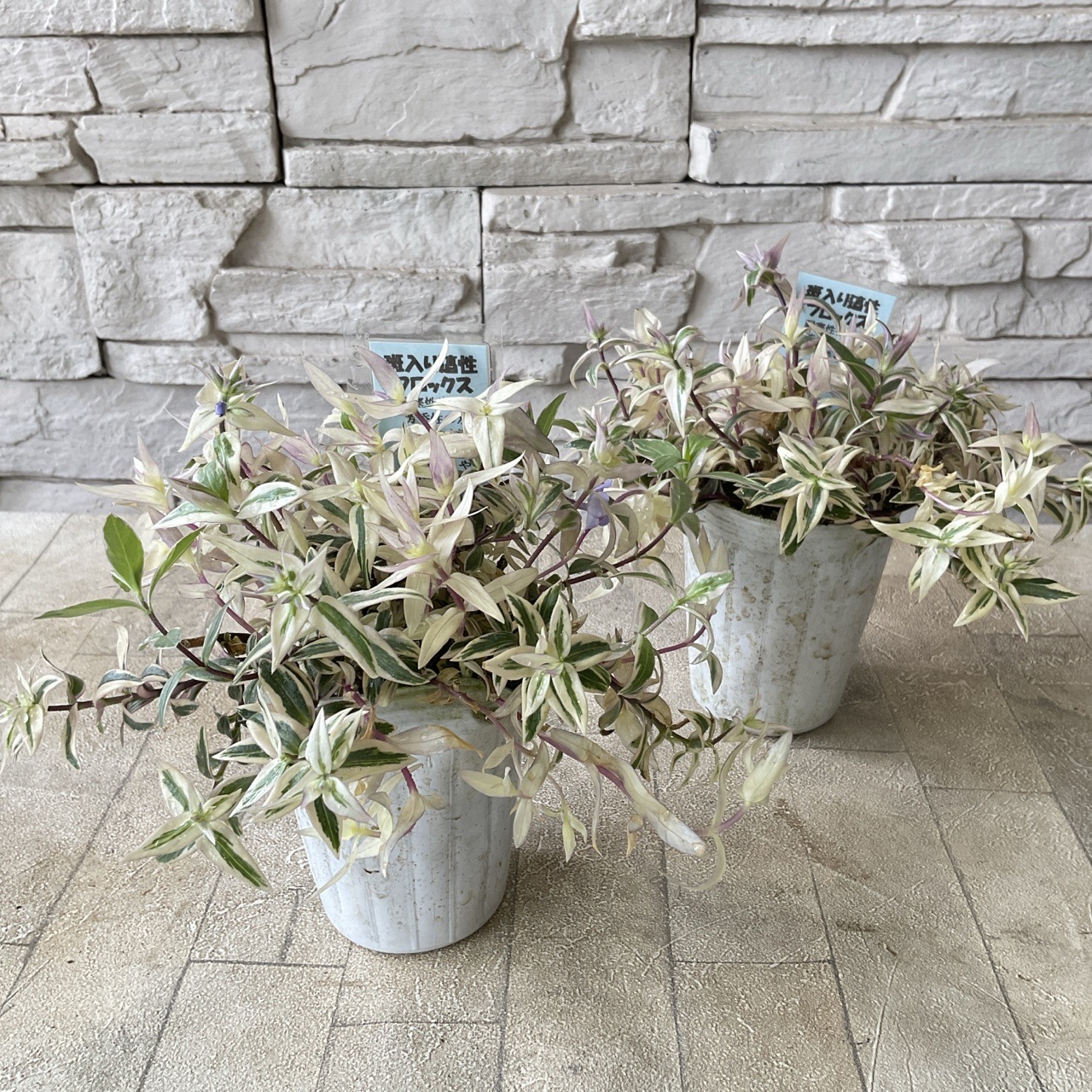 斑入り 這性フロックス 2.5寸ポット | 鉢花・花苗 | 橋本種苗園