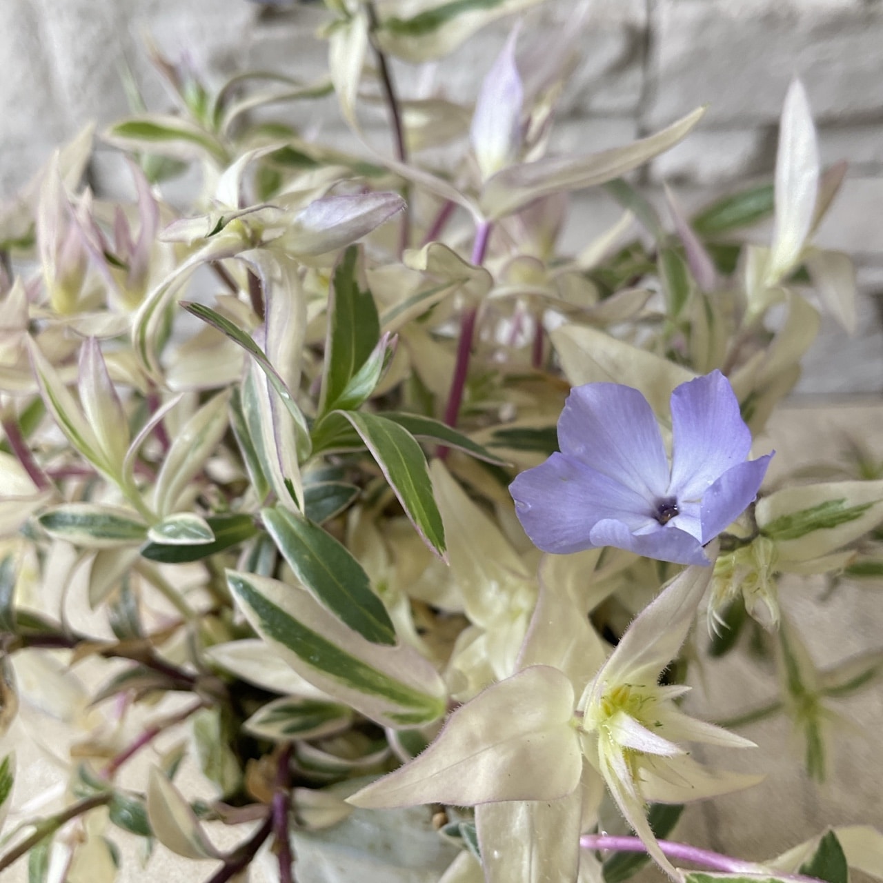 斑入り 這性フロックス 2.5寸ポット | 鉢花・花苗 | 橋本種苗園