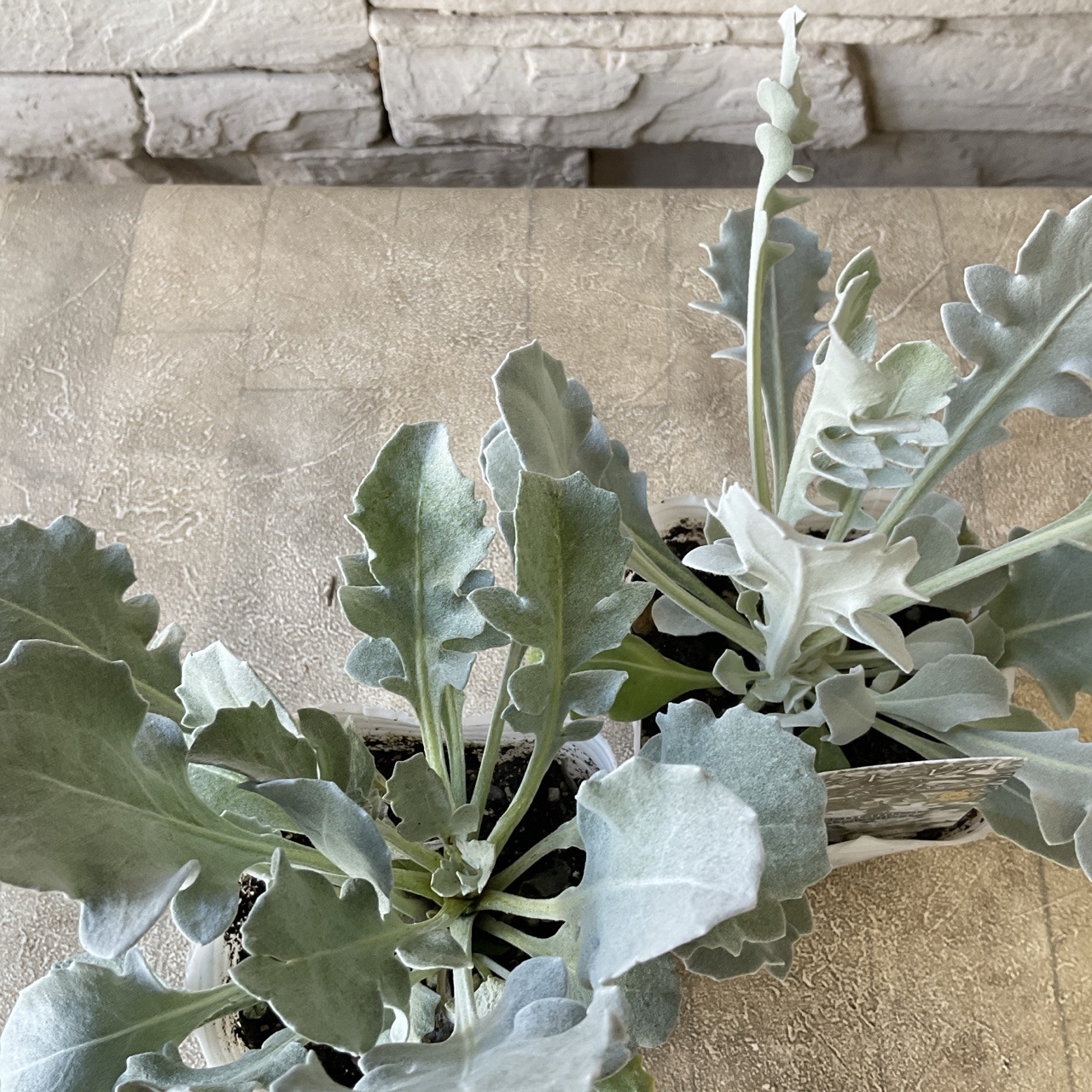 セントーレア シルバームーン 3寸ポット | 鉢花・花苗 | 橋本種苗園