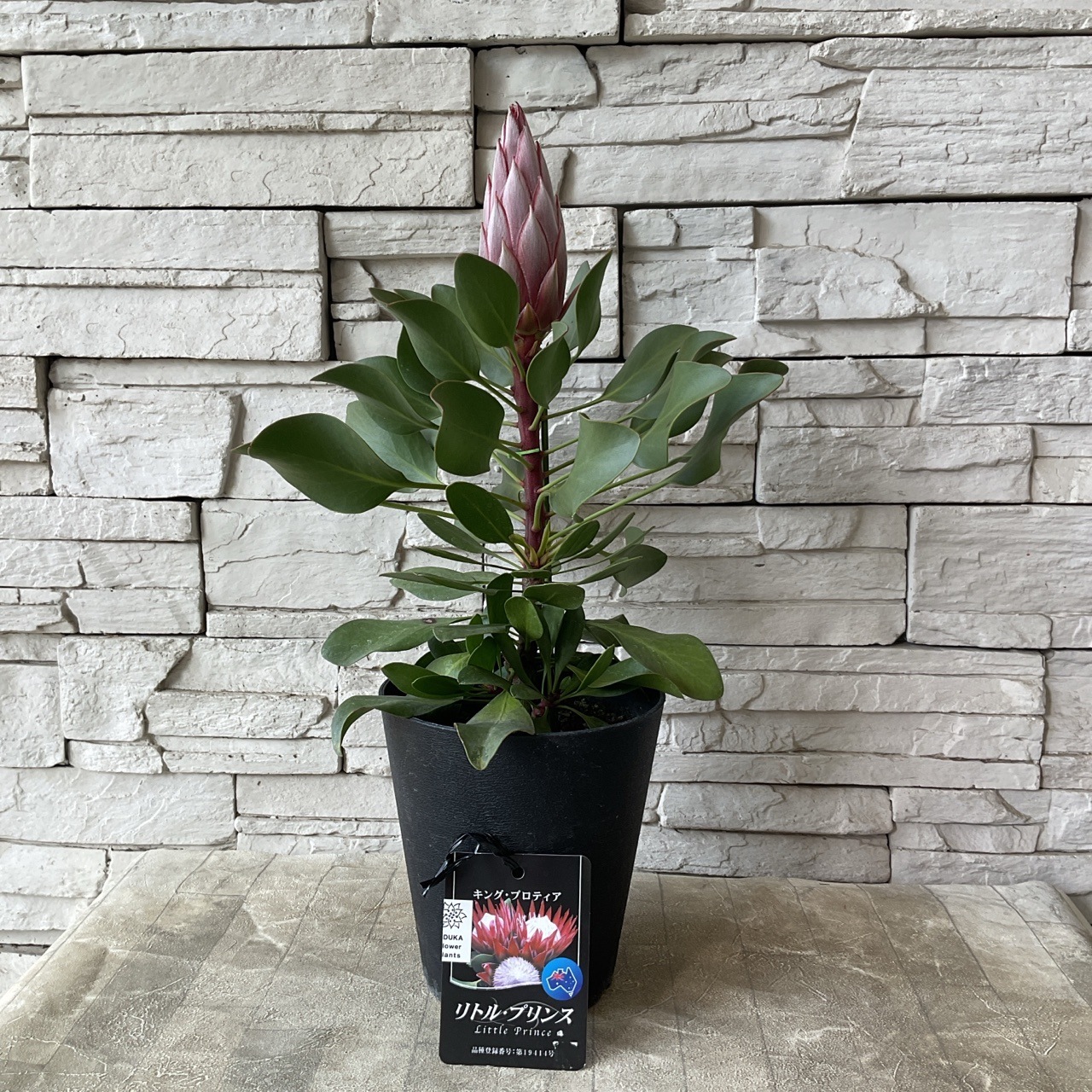 見切品 開花花無し】プロテア リトルプリンス 5寸鉢 | 鉢花