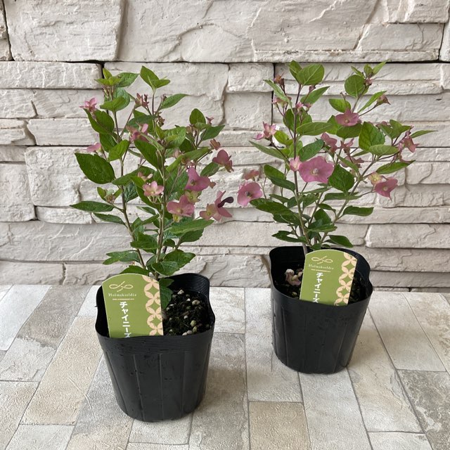 ty　チャイニーズハット苗 チャイニーズハット | 鉢花・花苗 | 橋本種苗園オンラインストア