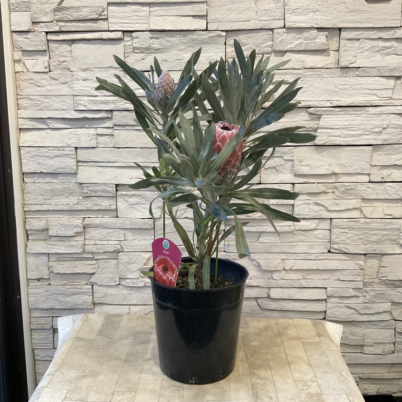 プロテア ジュリエット 6寸鉢 | 鉢花・花苗 | 橋本種苗園オンラインストア