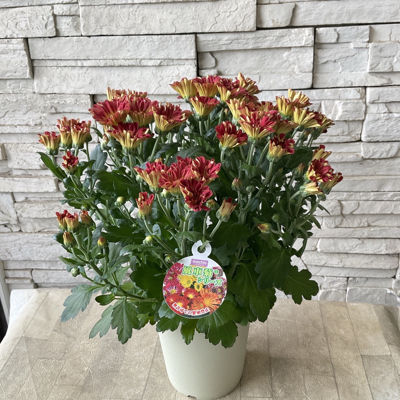 風車菊 選べる3色 | 鉢花・花苗 | 橋本種苗園オンラインストア