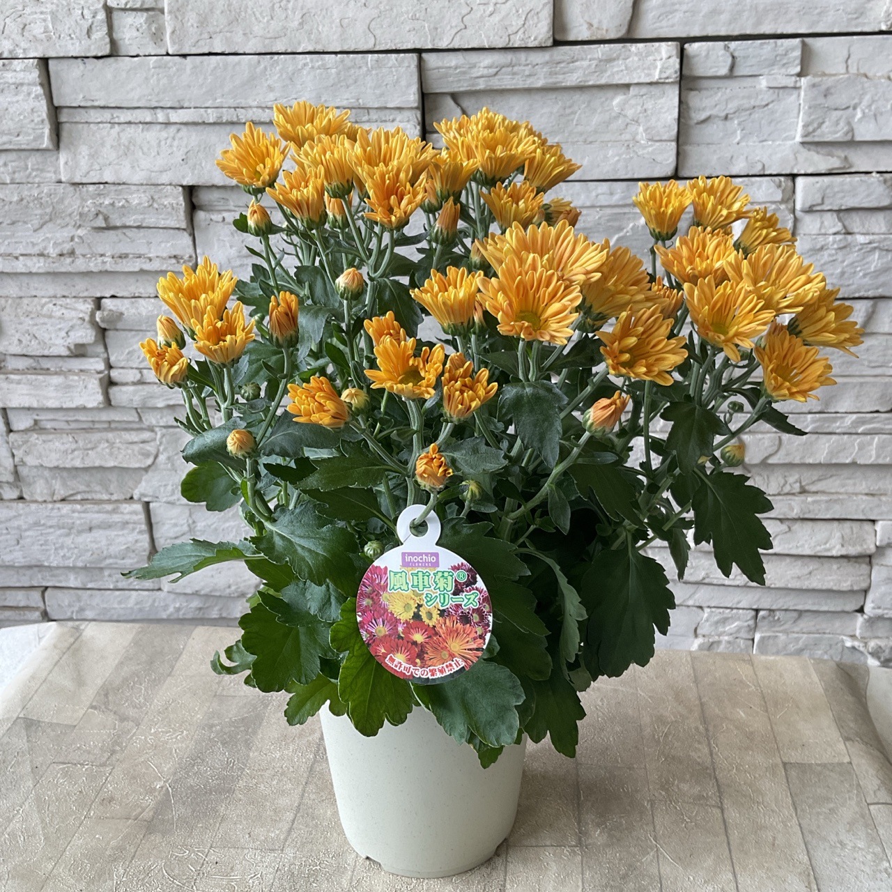 風車菊 選べる3色 | 鉢花・花苗 | 橋本種苗園オンラインストア