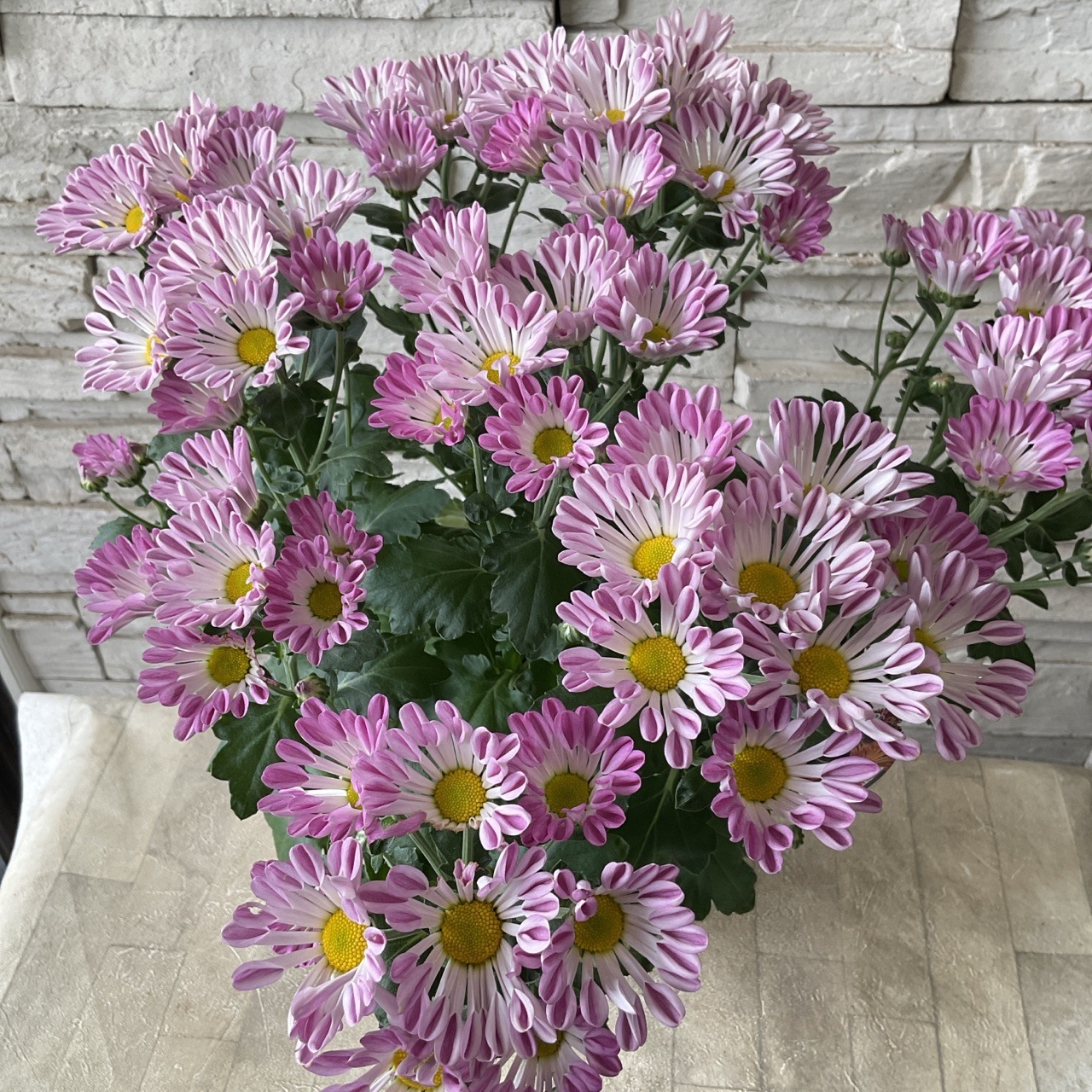 風車菊 選べる3色 | 鉢花・花苗 | 橋本種苗園オンラインストア