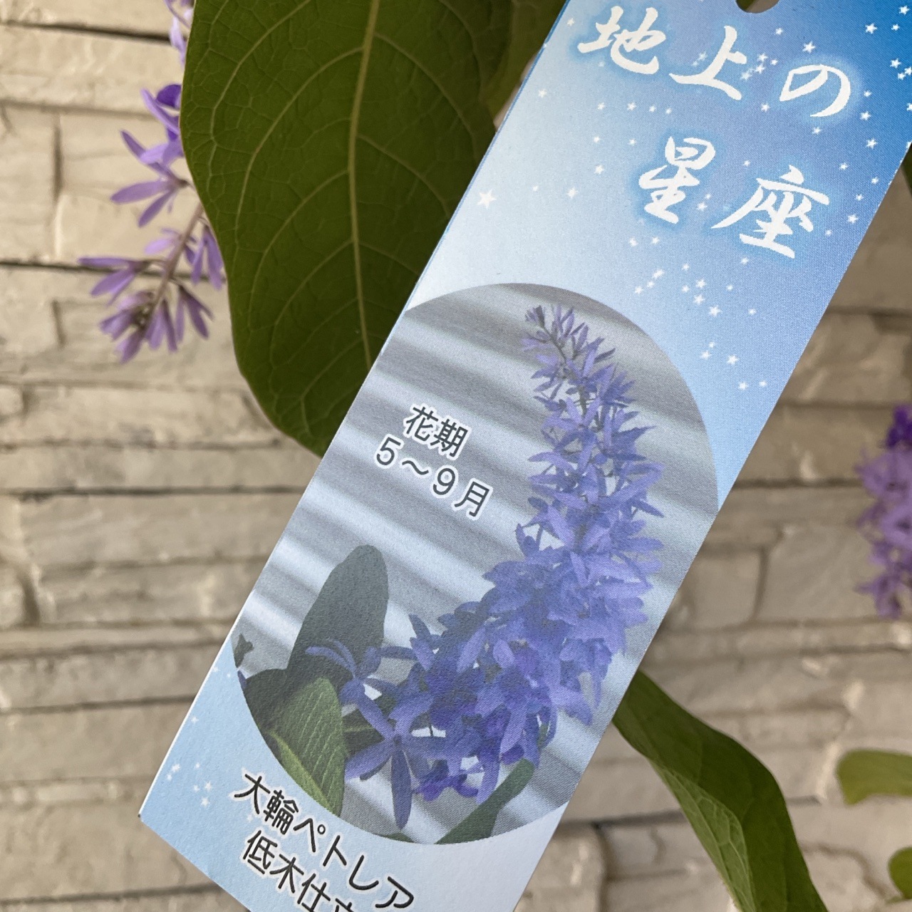 送料無料】大輪ペトレア 地上の星座 6寸鉢 | 鉢花・花苗 | 橋本 送料無料】大輪ペトレア 地上の星座 6寸鉢 | 鉢花・花苗 | 橋本