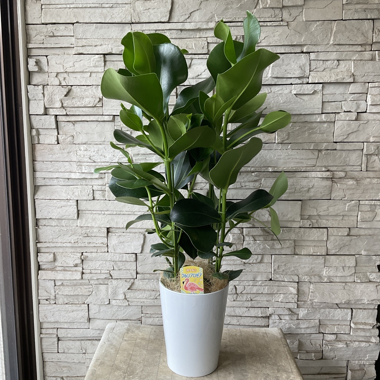 送料無料】【観葉植物】クルシア ロゼア 7寸鉢 | 観葉植物 | 橋本種苗