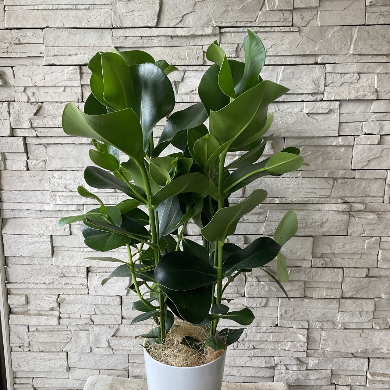 送料無料】【観葉植物】クルシア ロゼア 7寸鉢 | 観葉植物 | 橋本種苗