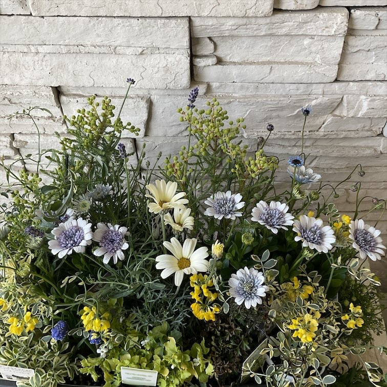 自分で作る寄せ植え花苗セット】ブルーグリーンのナチュラル寄せ植え