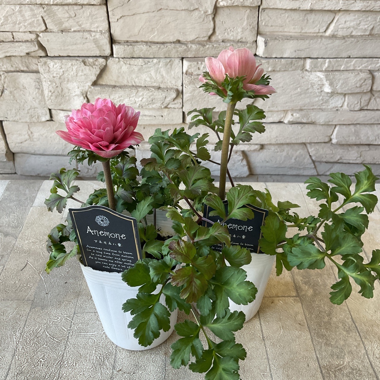 アネモネ 八重咲き クラシカルピンク | 鉢花・花苗 | 橋本種苗園