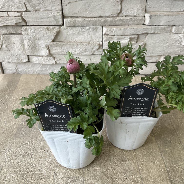 アネモネ 八重咲き クラシカルピンク | 鉢花・花苗 | 橋本種苗園