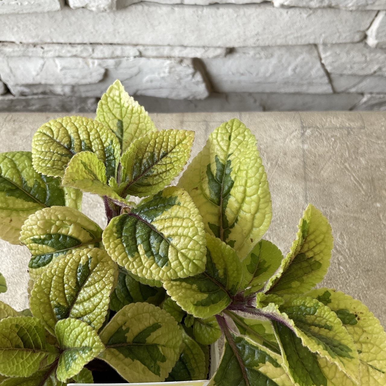 スウェディッシュアイビー ゴールデン 2.5寸ポット | 鉢花・花苗