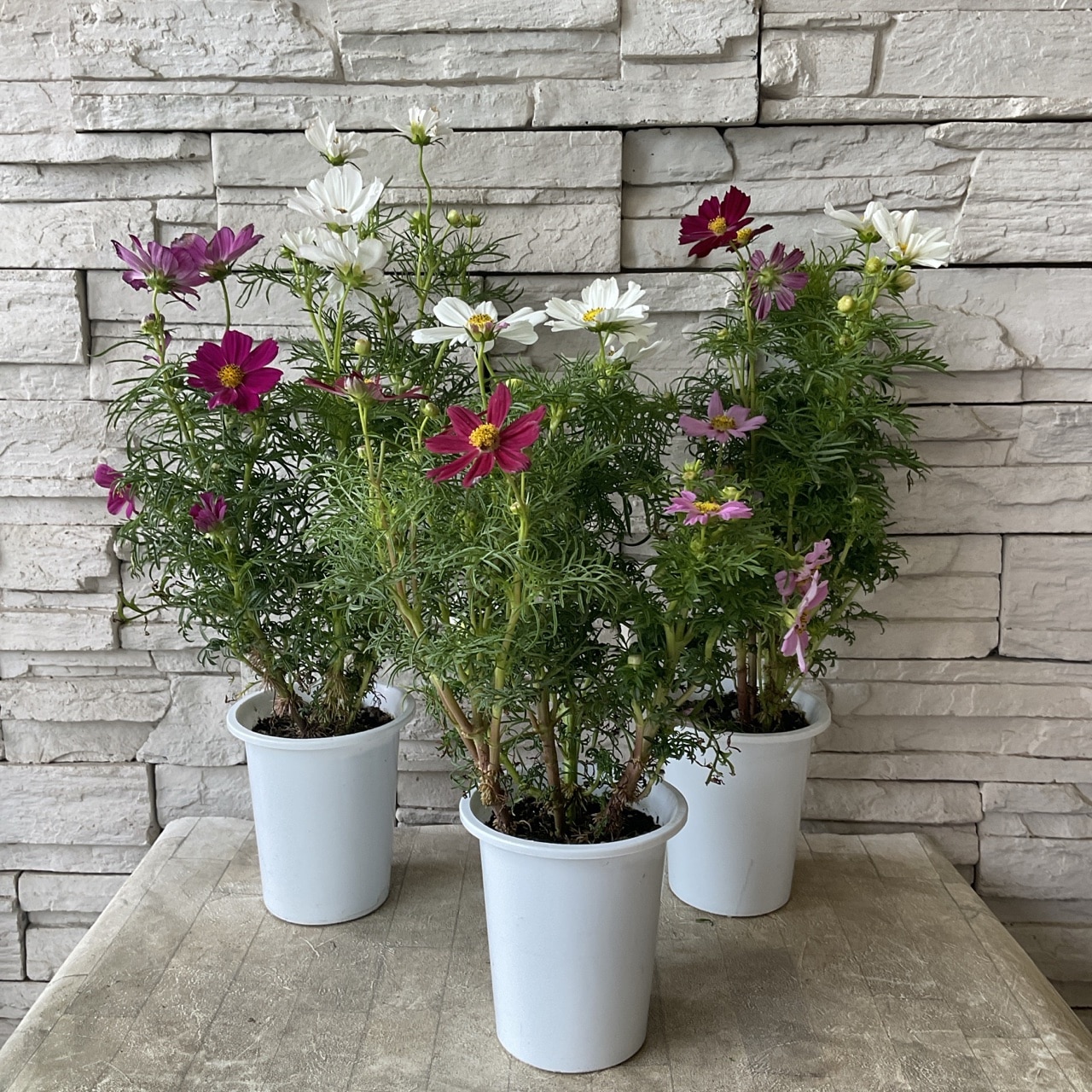 コスモス ミックス 4寸鉢 | 鉢花・花苗 | 橋本種苗園オンライン