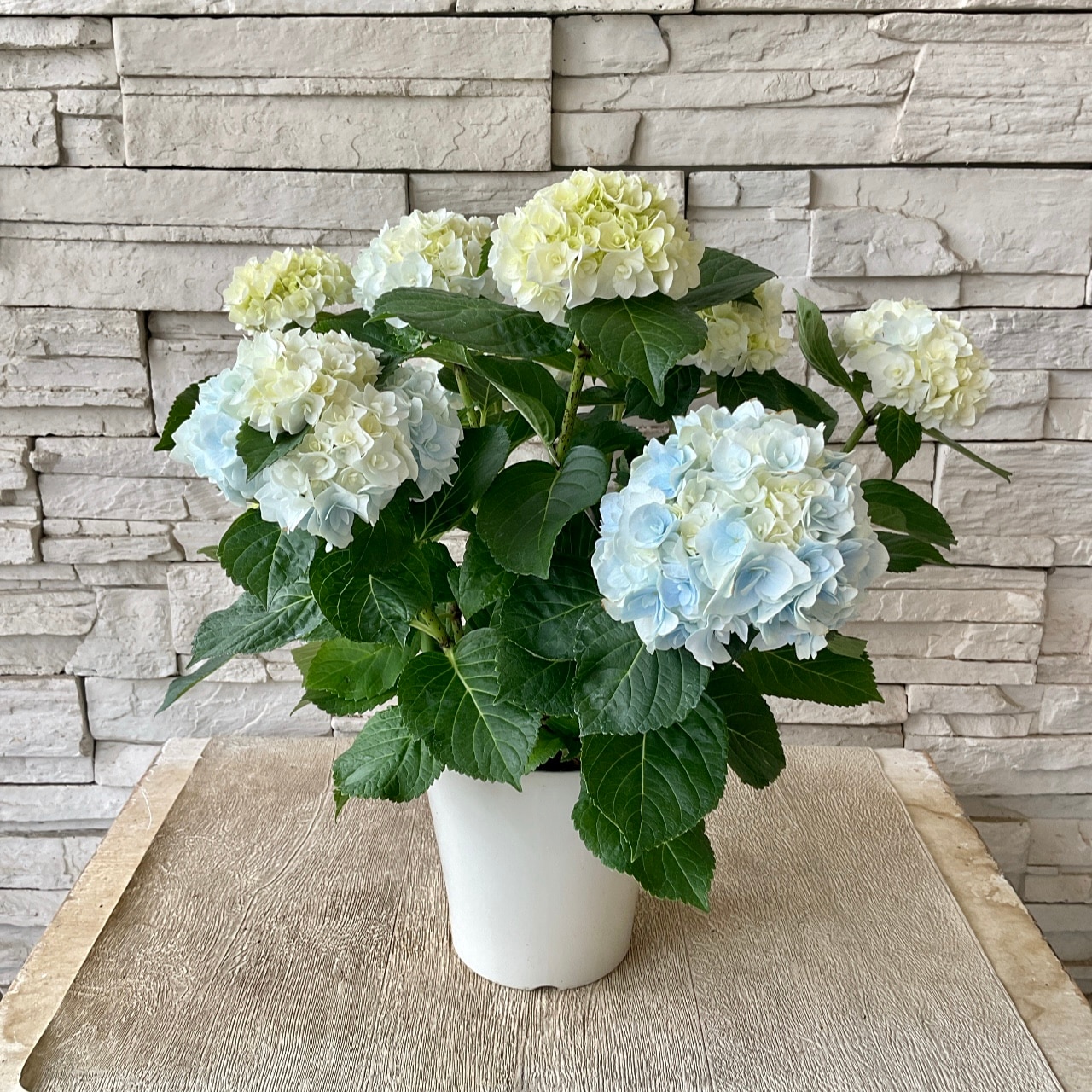 ■新品種■ポージィブーケエリー アジサイ 5号鉢■紫陽花 八重咲 てまり咲き アジサイ：ポージィーブーケ エリー（ブルー）5号鉢植え の通販